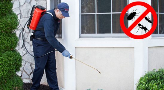 Çayeli Böcek İlaçlama böcek ilaçlama ve haşere kontrolü — ilaclama-tr.com